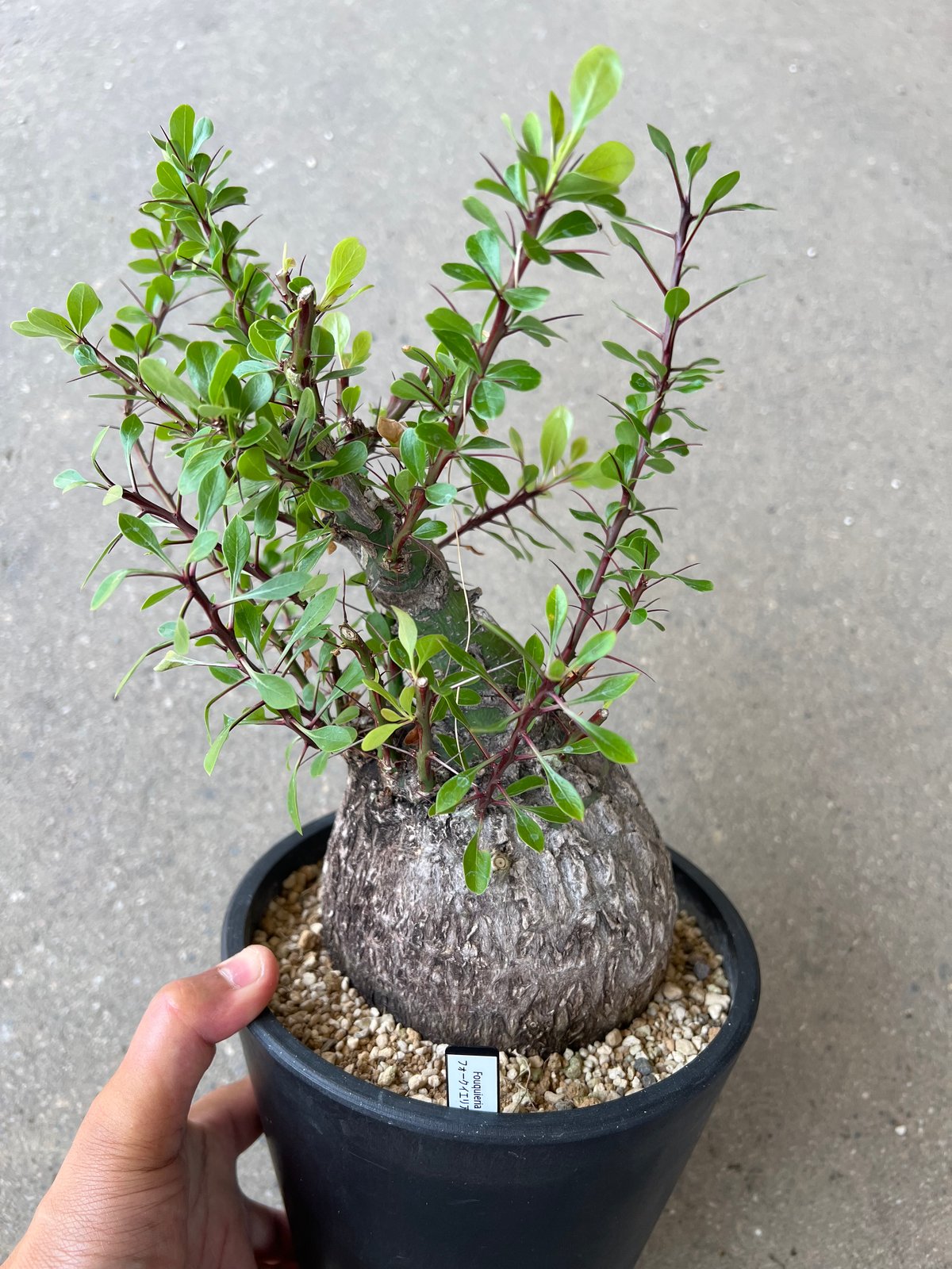 フォークイエリア　ファシクラータ　鉢ごと フォークイエリア ファシクラータ | STELLA.PLANTS