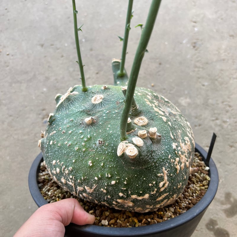 アデニア プセウドグロボーサ | STELLA.PLANTS アデニア プセウドグロボーサ | STELLA.PLANTS