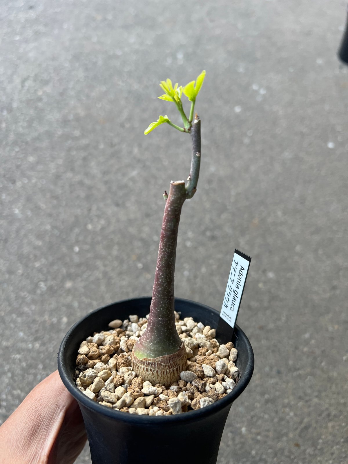 期間限定値下げ　アデニアグラウカ　大株 アデニア グラウカ7 | STELLA.PLANTS