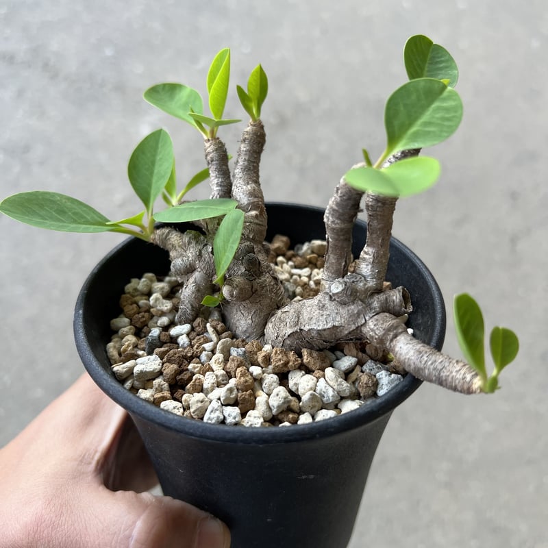 【現地球／発根済】ユーフォルビア　イトレメンシス　ODDROOTS管理株 現地球／発根済】ユーフォルビア イトレメンシス ODDROOTS管理株