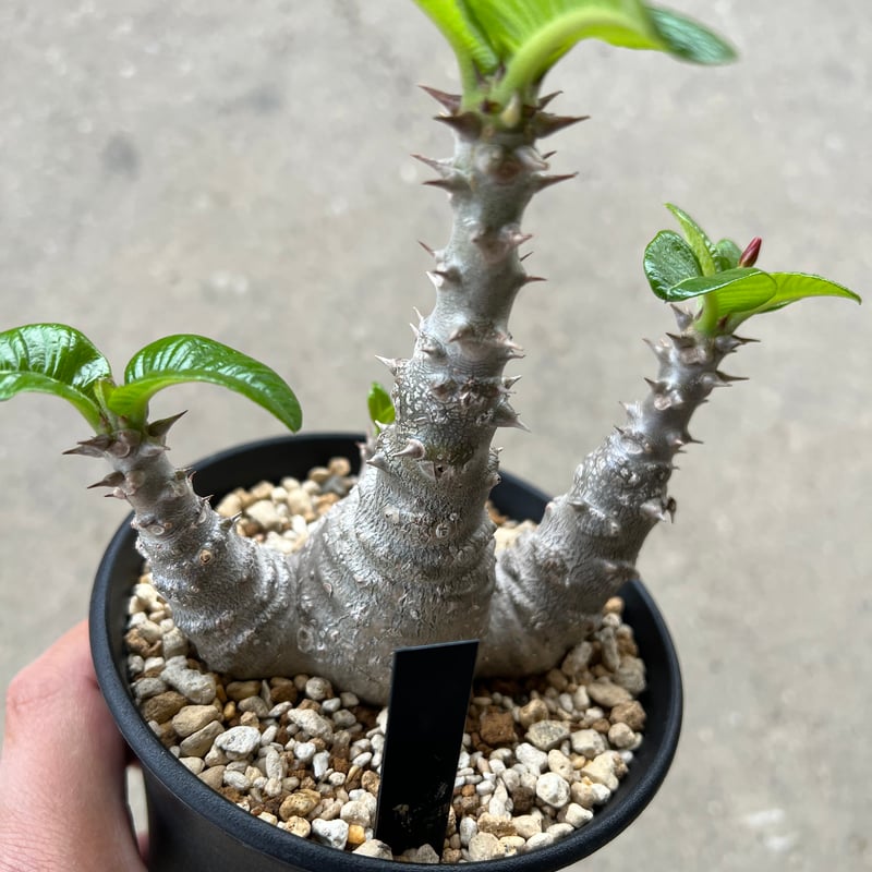 パキポディウム ウィンゾリー × Resin pot パキポディウム ウィンゾリー × Resin pot