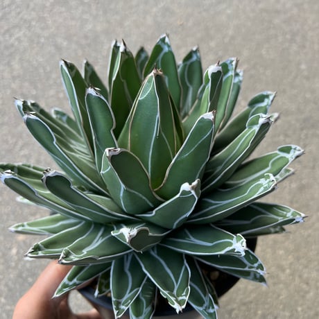 Agave 笹の雪