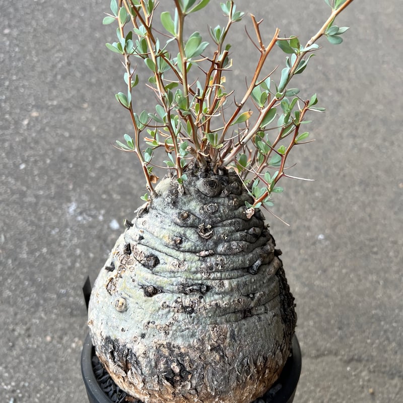 フォークイエリア コルムナリス 観峰玉 fit=scale-down,w=1200