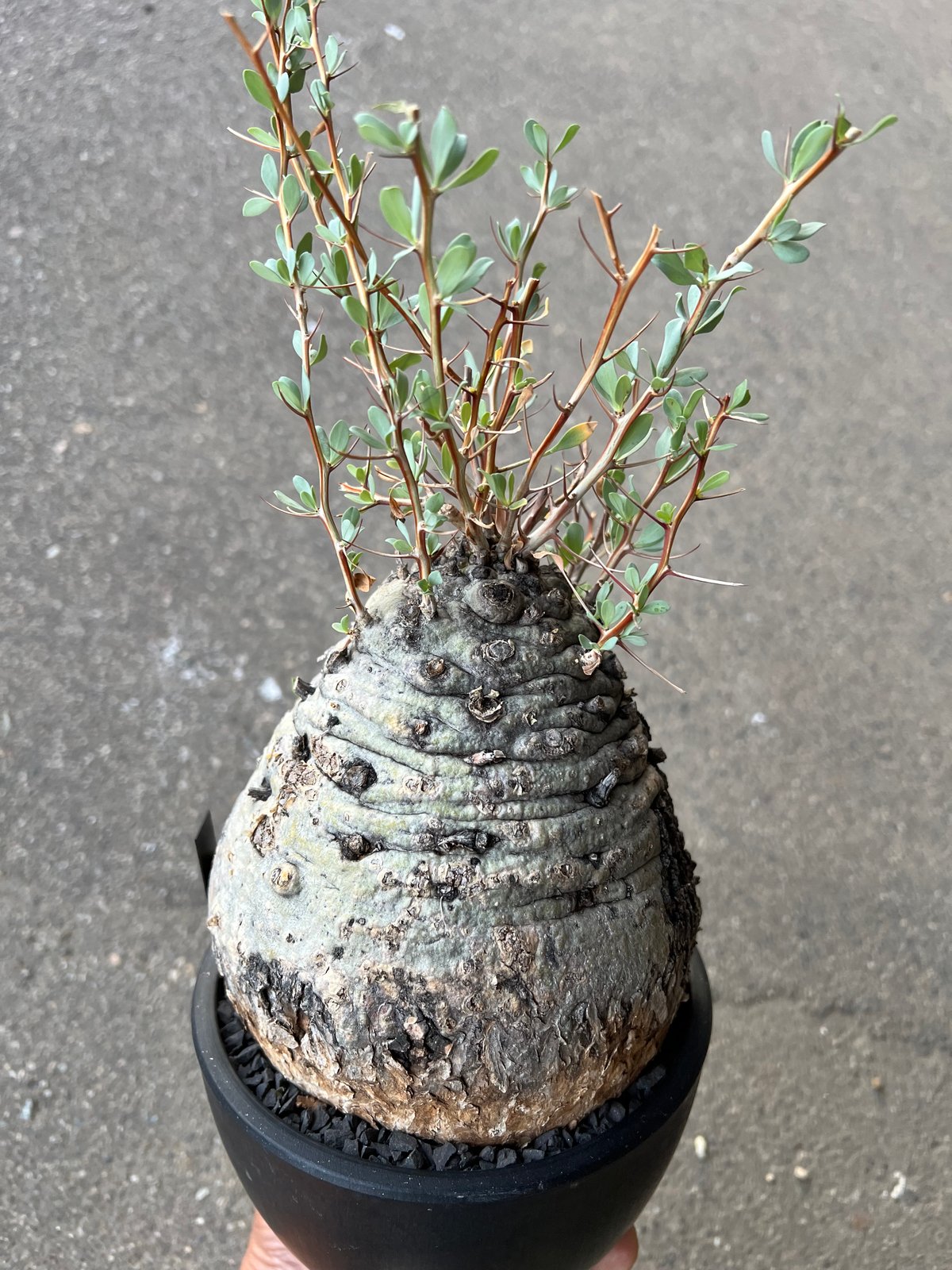 b*5様 メキシコソノラ砂漠原産フォークイエリアコルムナリス isla del pescado - Fouquieria columnaris-観峰玉