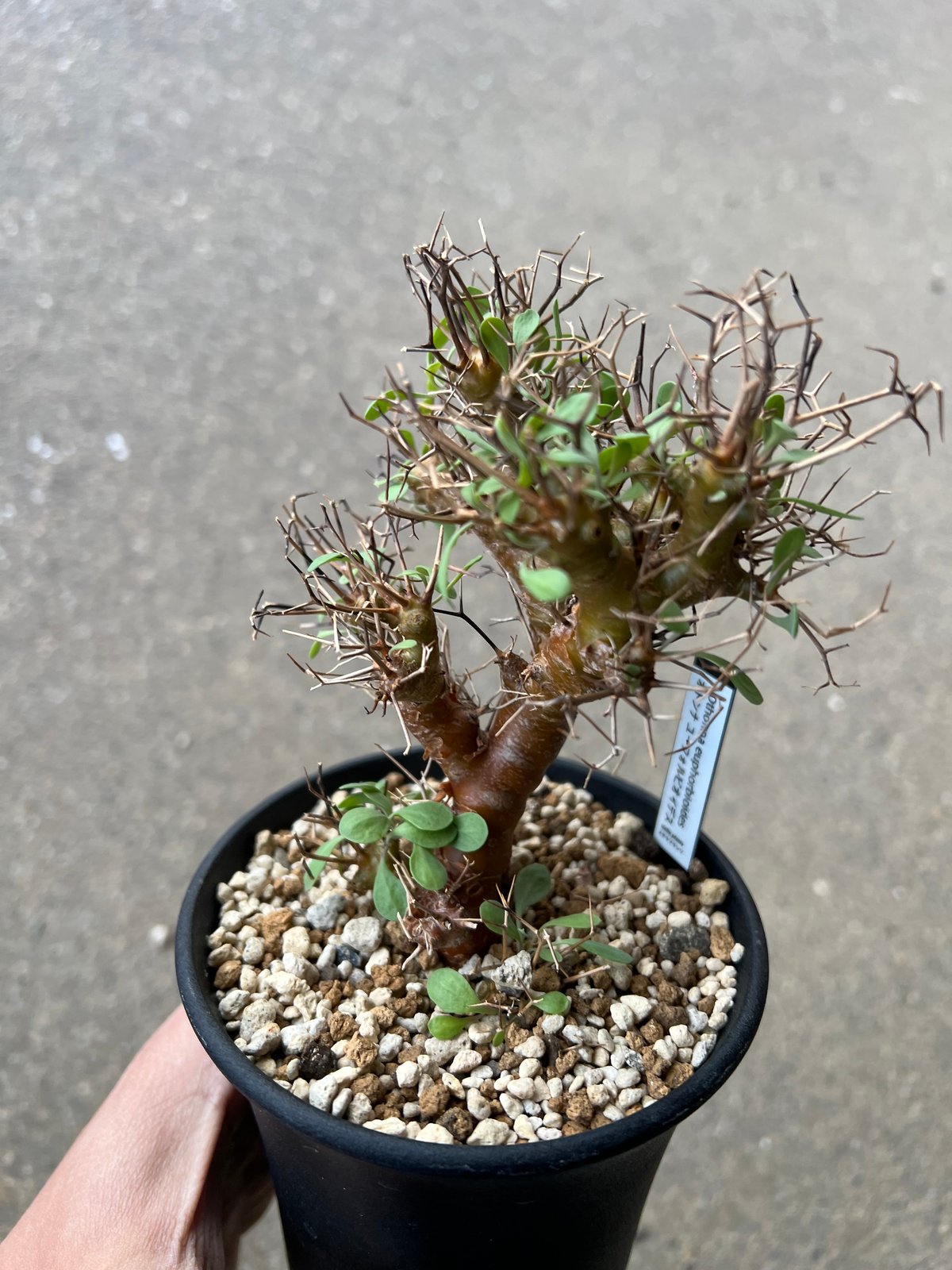 オトンナ ユーフォルビオイデス5 | STELLA.PLANTS