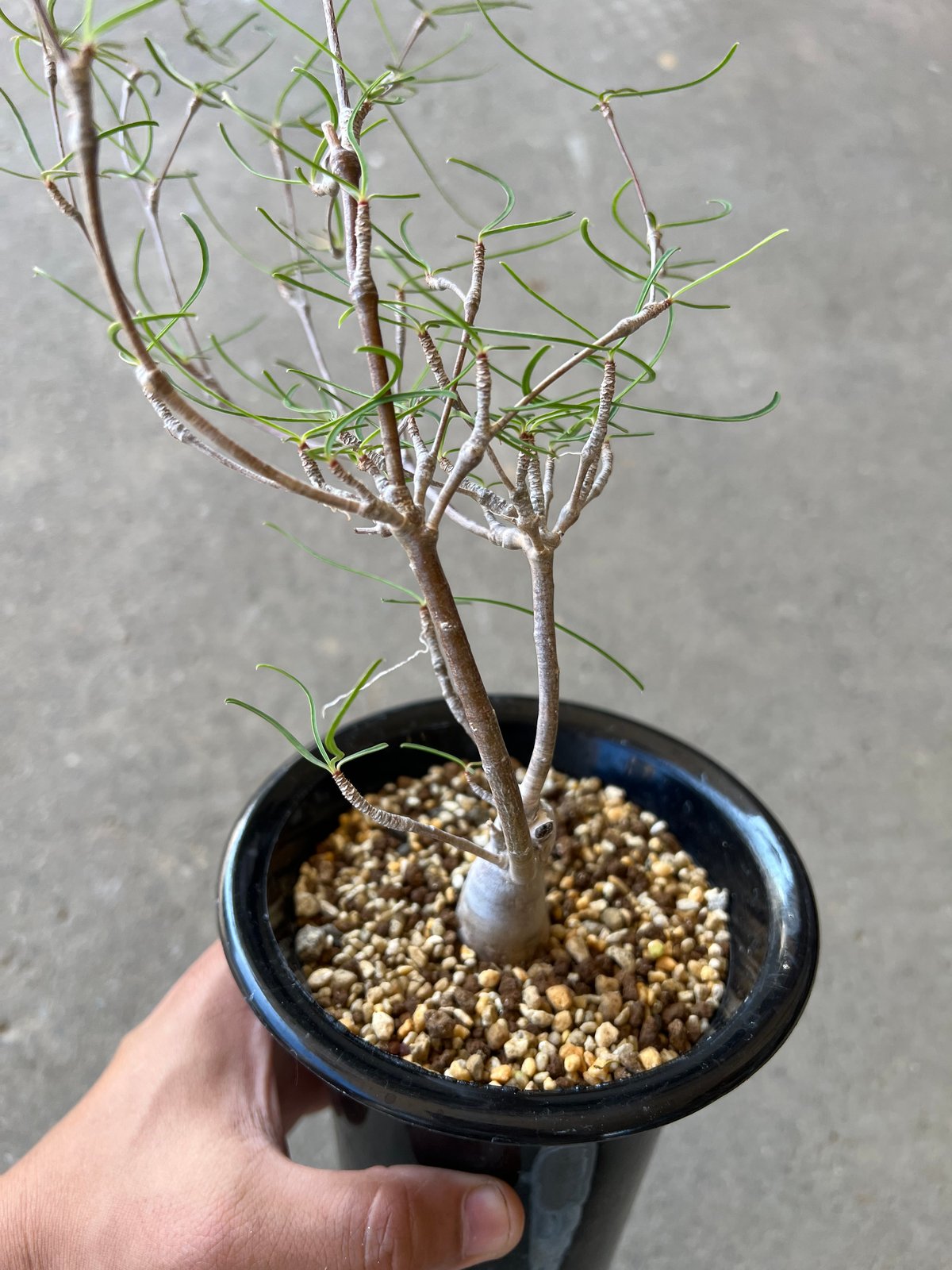 ユーフォルビア　へディオトイデス ユーフォルビア ヘディオトイデス | STELLA.PLANTS