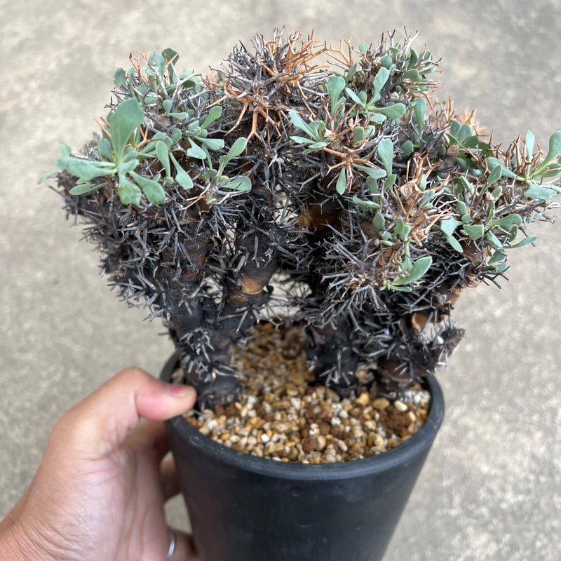 オトンナ ユーフォルビオイデス | STELLA.PLANTS オトンナ ユーフォルビオイデス | STELLA.PLANTS