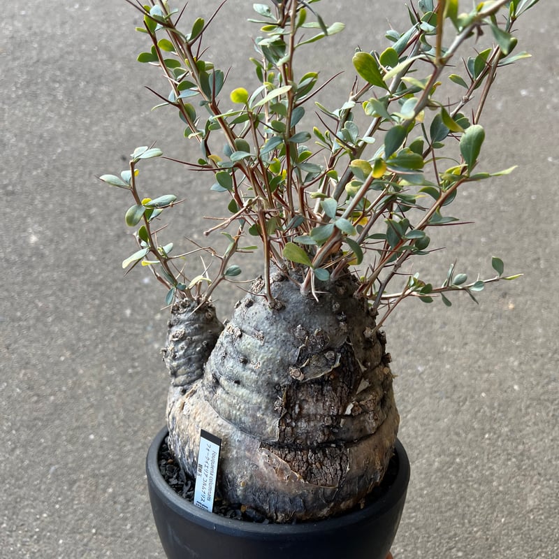 フォークイエリア コルムナリス 観峰玉 | STELLA.PLANTS