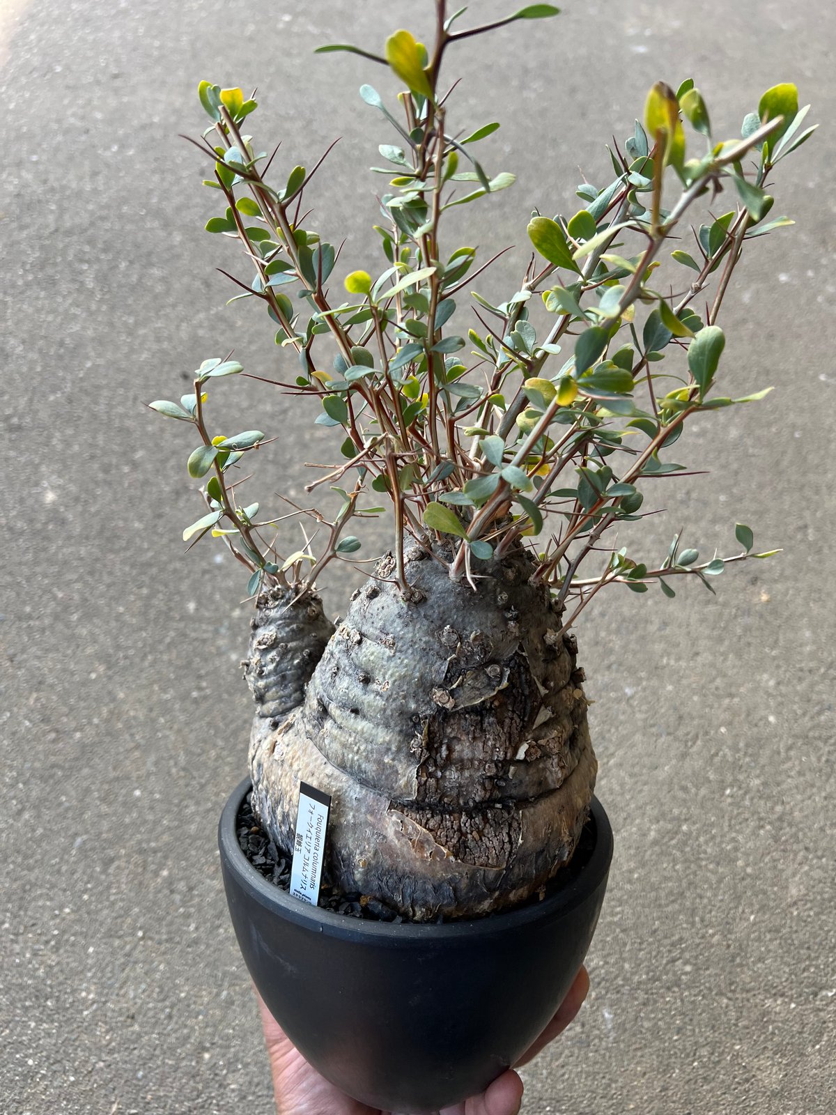 フォークイエリア コルムナリス 観峰玉 | STELLA.PLANTS