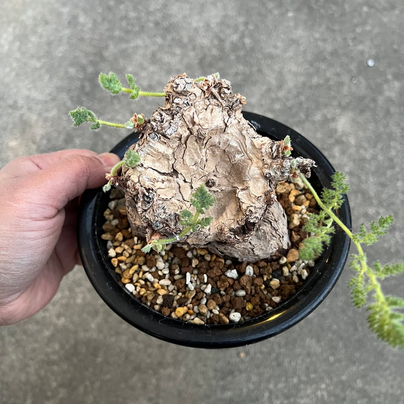 発根済み　ペラルゴニウムトリステ　プレステラ105 発根済み ペラルゴニウムトリステ プレステラ105 発根済み