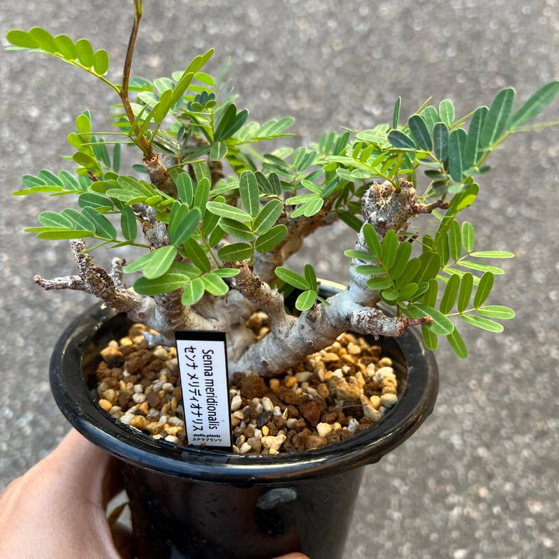 【SEAL限定商品】 センナ メリディオナリス STELLA.PLANTS | 実生 その他多肉植物