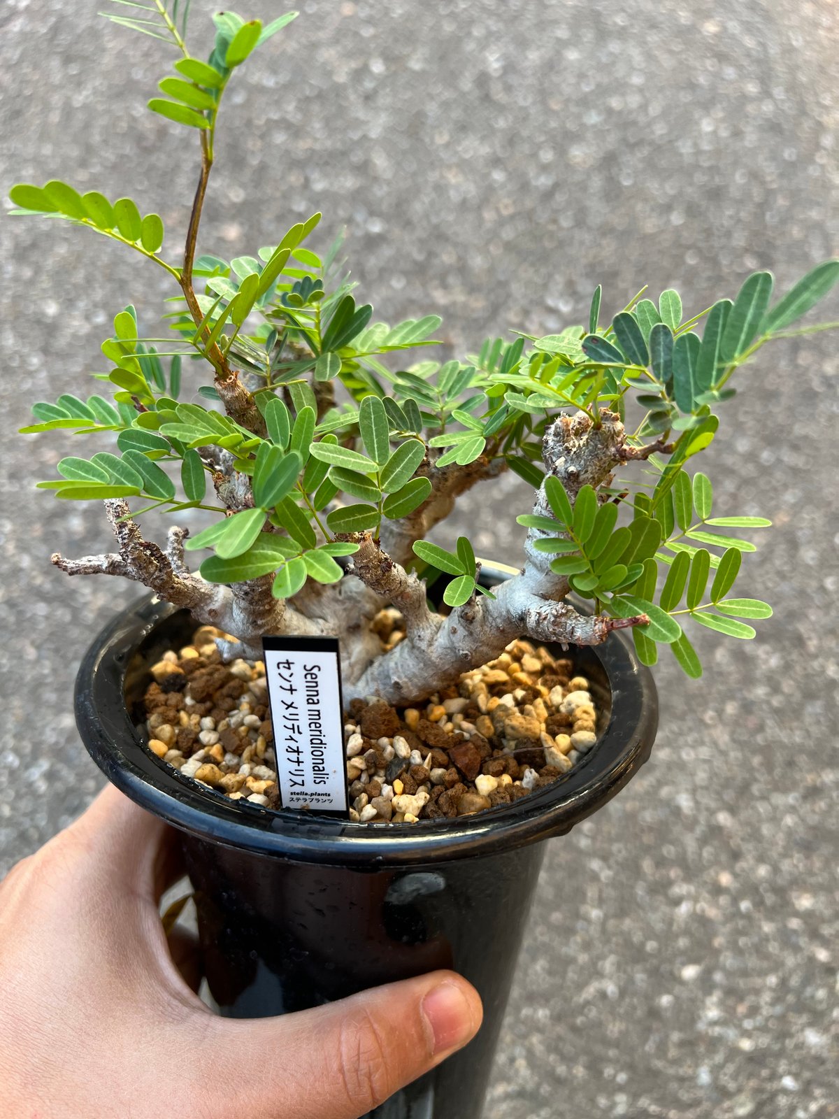 センナ メリディオナリス 実生 | STELLA.PLANTS センナ メリディオナリス 実生 | STELLA.PLANTS