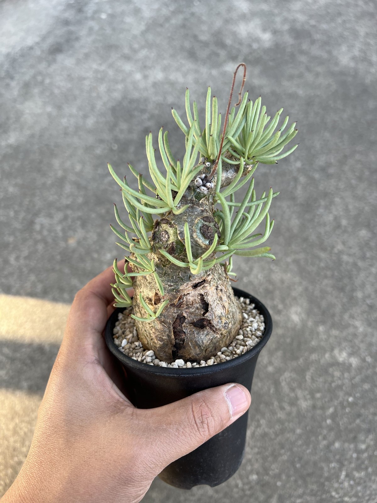 ペラルゴニウム トリステ・チレコドン ペアルソニー 現地球 チレコドン ペアルソニー | STELLA.PLANTS