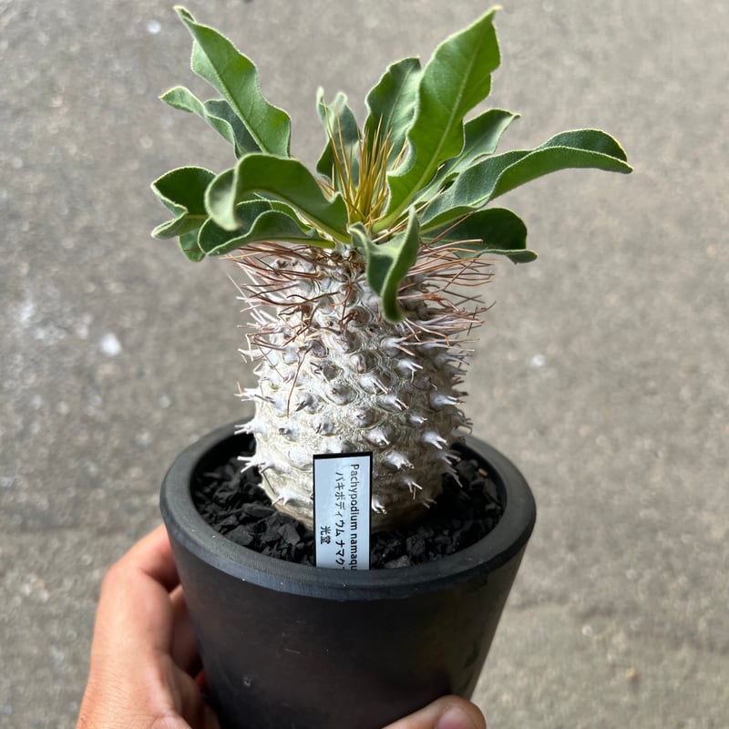 【選抜】パキポディウム　ナマクアナム　光堂　実生株1 パキポディウム ナマクアナム 光堂1 | STELLA.PLANTS