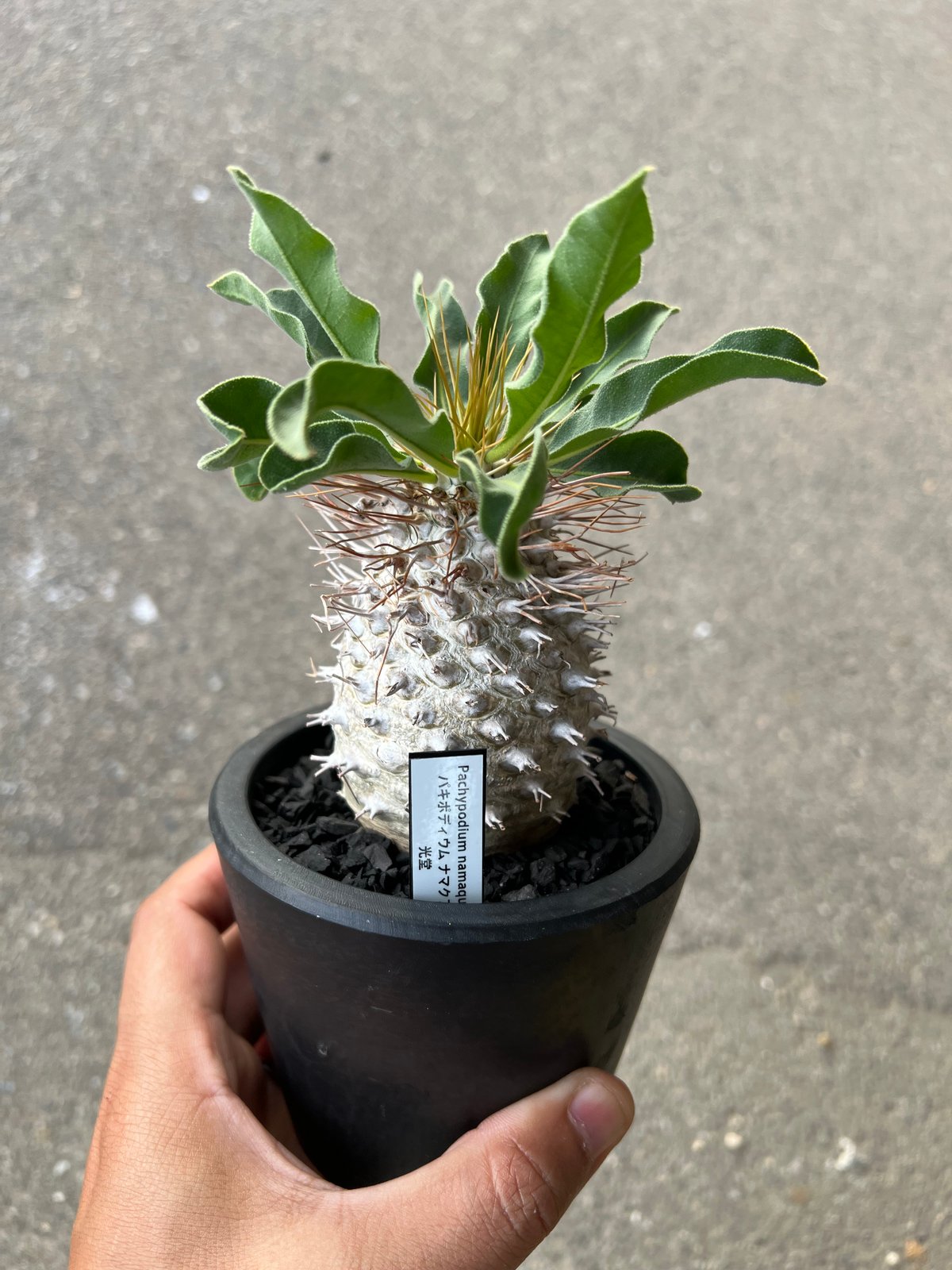 パキポディウム ナマクアナム 光堂1 | STELLA.PLANTS