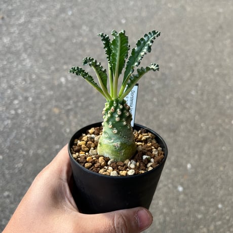 ラブラニー | STORES