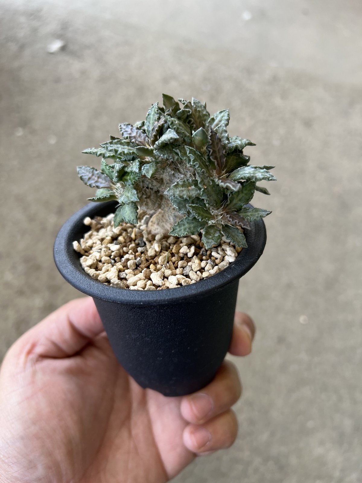 ユーフォルビア トゥレアレンシス | STELLA.PLANTS ユーフォルビア トゥレアレンシス | STELLA.PLANTS