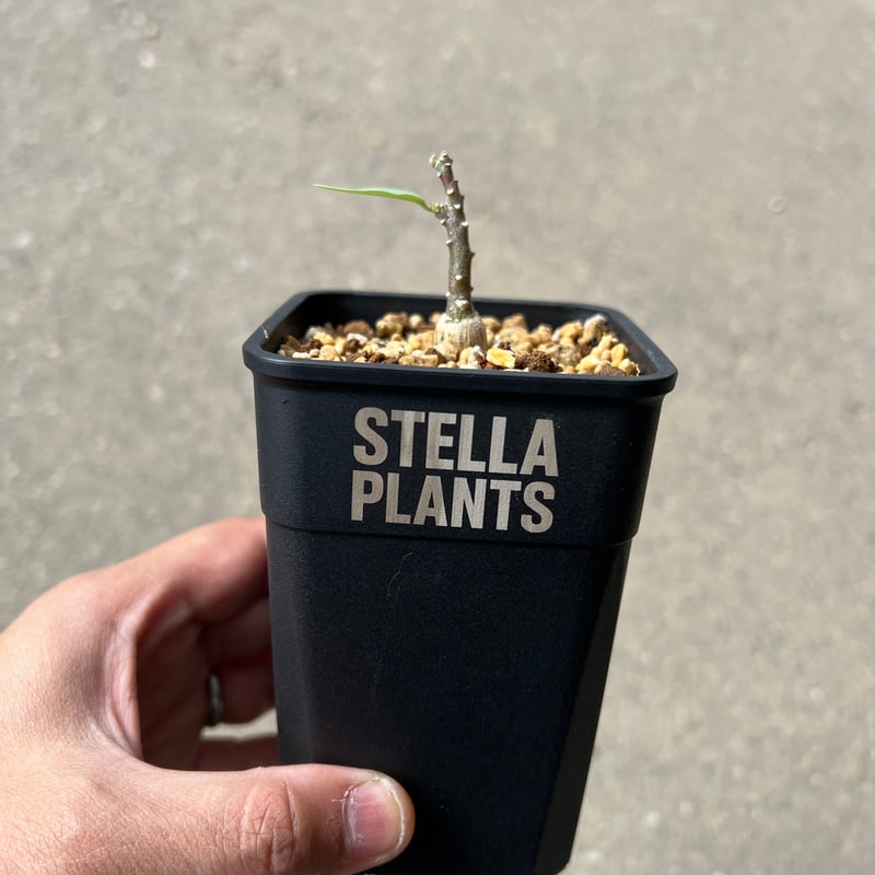 アデニア ペチュエリー | STELLA.PLANTS