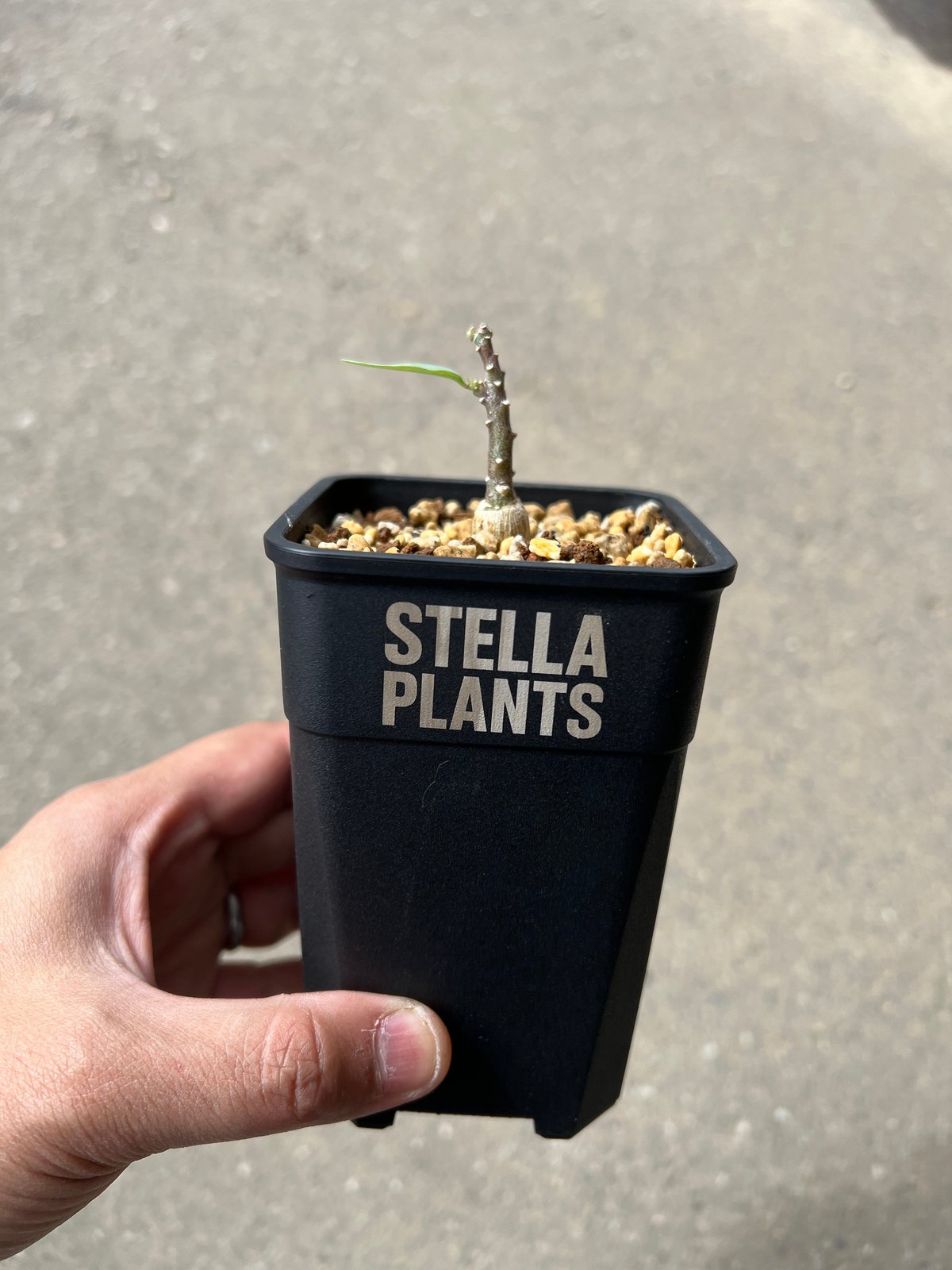 ふ*も様 産地情報付き アデニア ペチュエリー 実生2株 アデニア