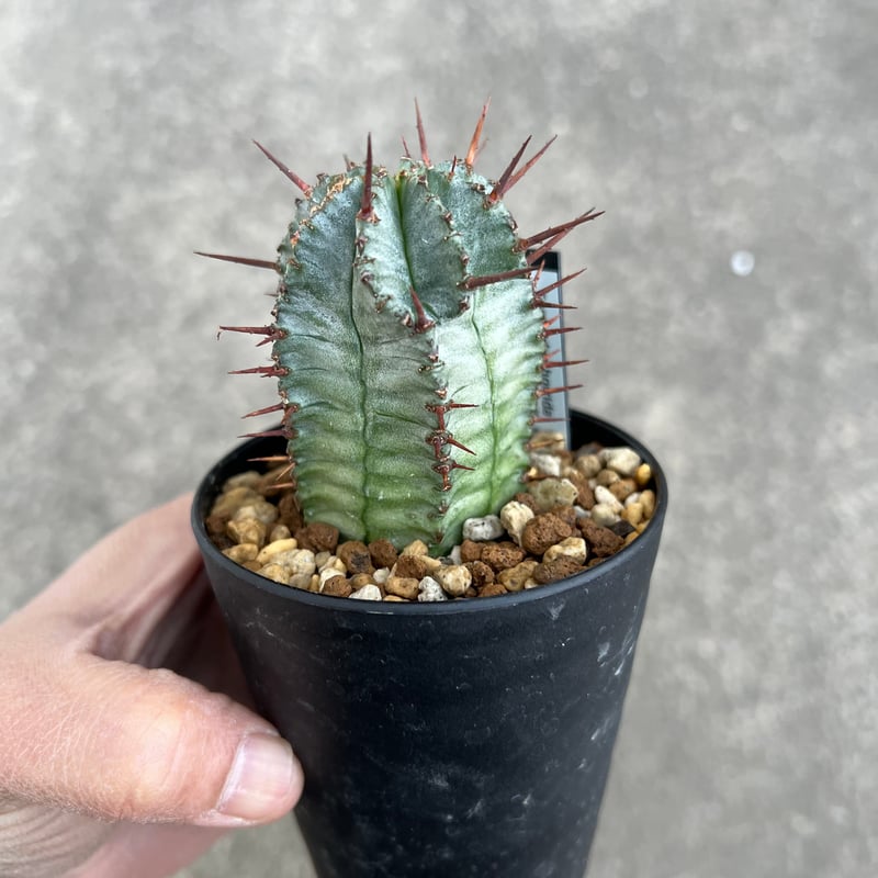 ユーフォルビア ホリダ | STELLA.PLANTS ユーフォルビア ホリダ | STELLA.PLANTS