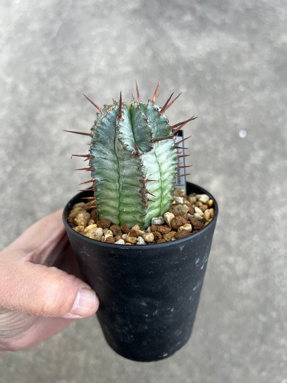 ユーフォルビア ホリダ | STELLA.PLANTS ユーフォルビア ホリダ | STELLA.PLANTS