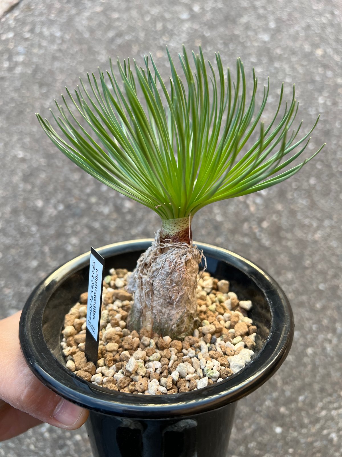 ミ*コ様 特選 希少多肉植物 ゲチリス・グランディフローラ 南アフリカ原産 大株 ゲチリス グランディフローラ | STELLA.PLANTS
