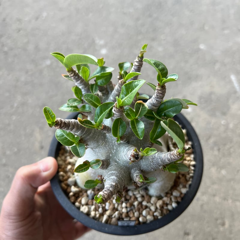 アデニウム アラビカム スーパードワーフ2 | STELLA.PLANTS