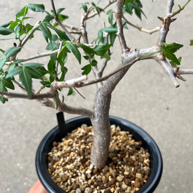 ブルセラ　ファガロイデス　発根済み　2年管理 ブルセラ ファガロイデス | STELLA.PLANTS