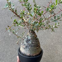 フォークイエリア コルムナリス　観峰玉