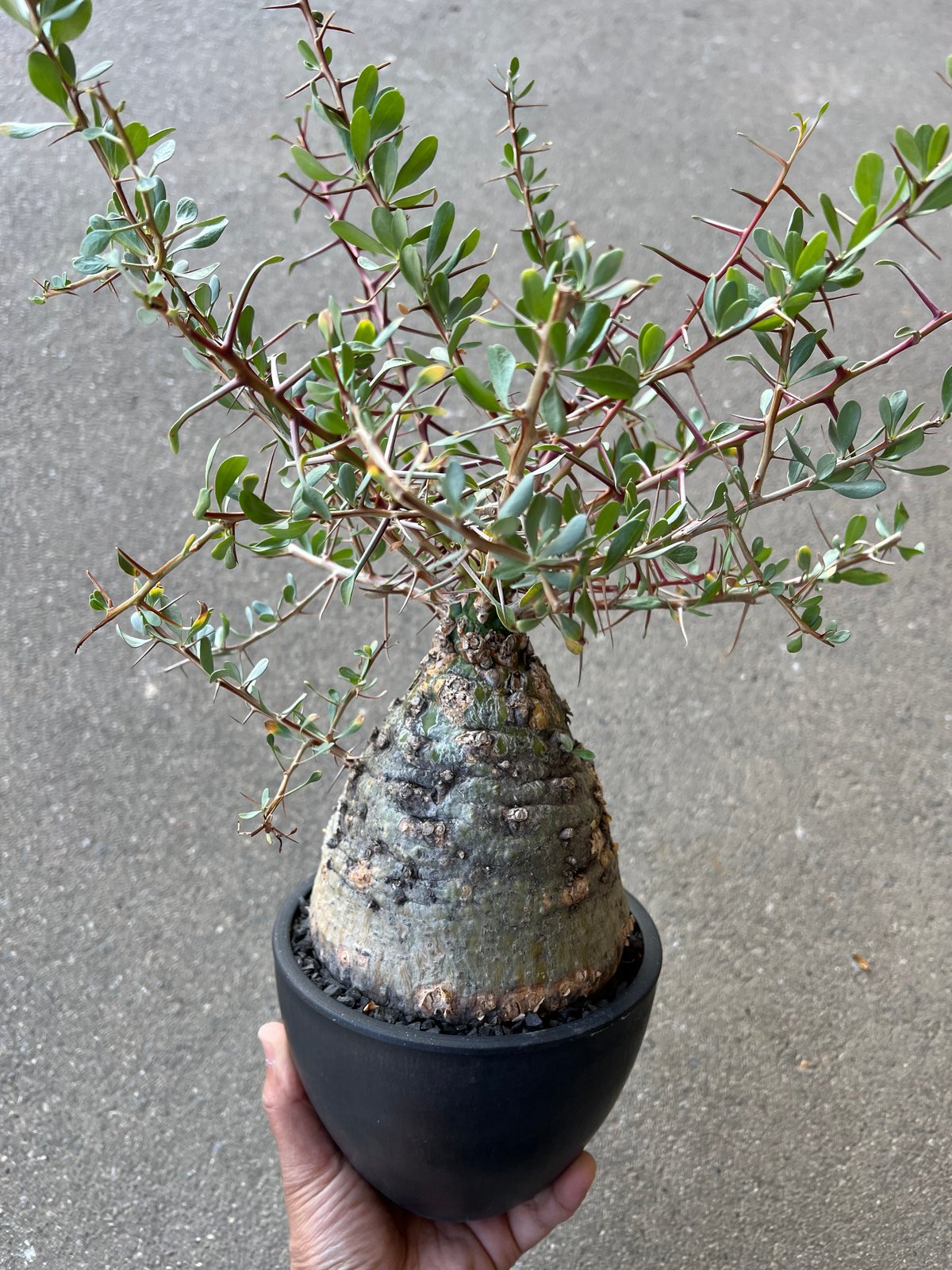 フォークイエリア コルムナリス 観峰玉 | STELLA.PLANTS