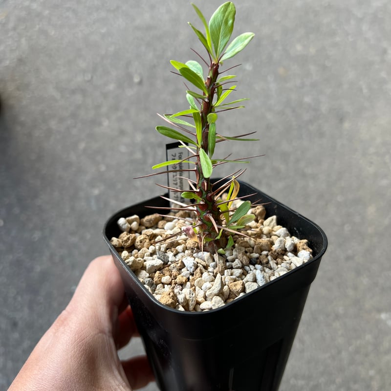 フォークイエリア プルプシー1 | STELLA.PLANTS