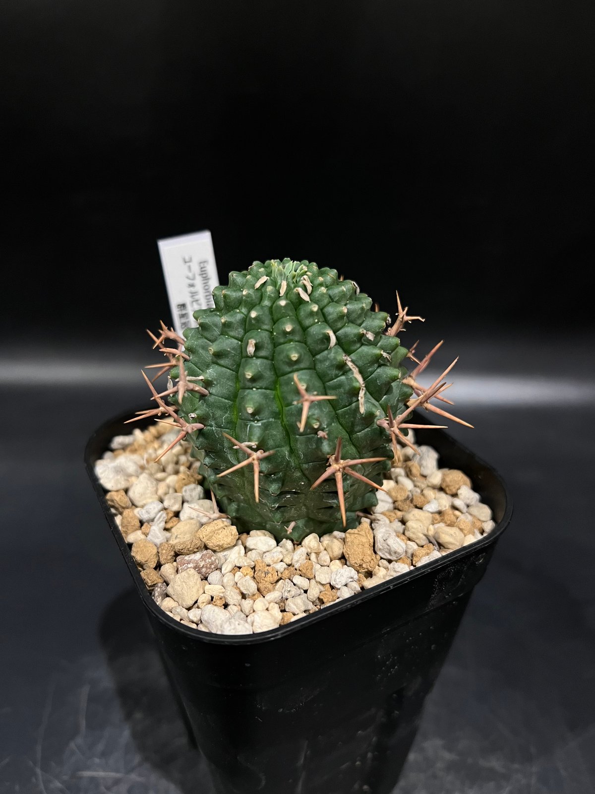 ユーフォルビア　群星冠　ステリスピナ ユーフォルビア ステリスピナ群星冠 | STELLA.PLANTS