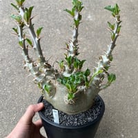 パキポディウム サンデルシー白馬城