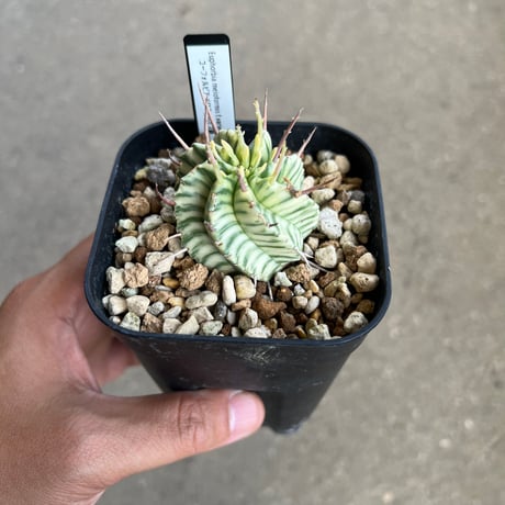 CATEGORY ユーフォルビア | STELLA.PLANTS