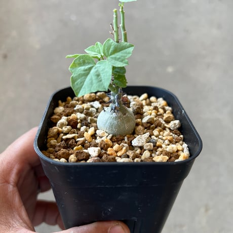 アクレアータ | STORES