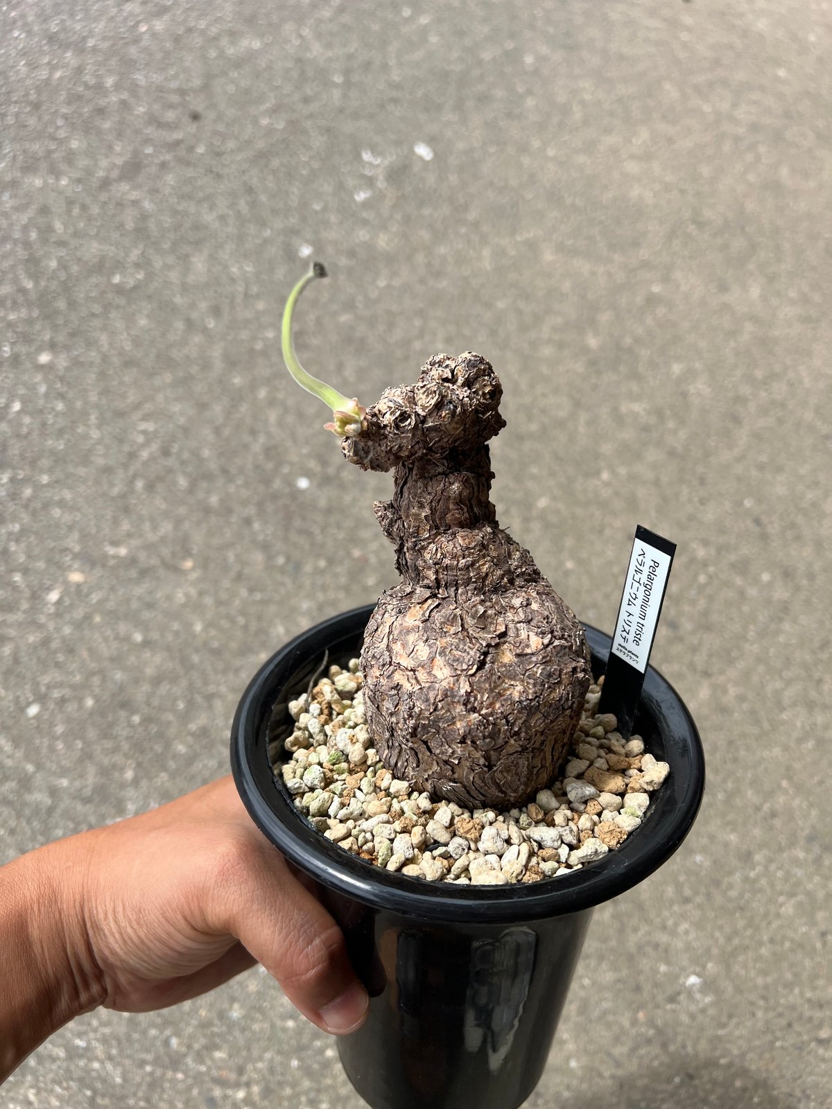 ペラゴニウム　トリステ　鉢付き 宝石のような観葉植物のお店 【Jewelry Plant】 ペラルゴニウム