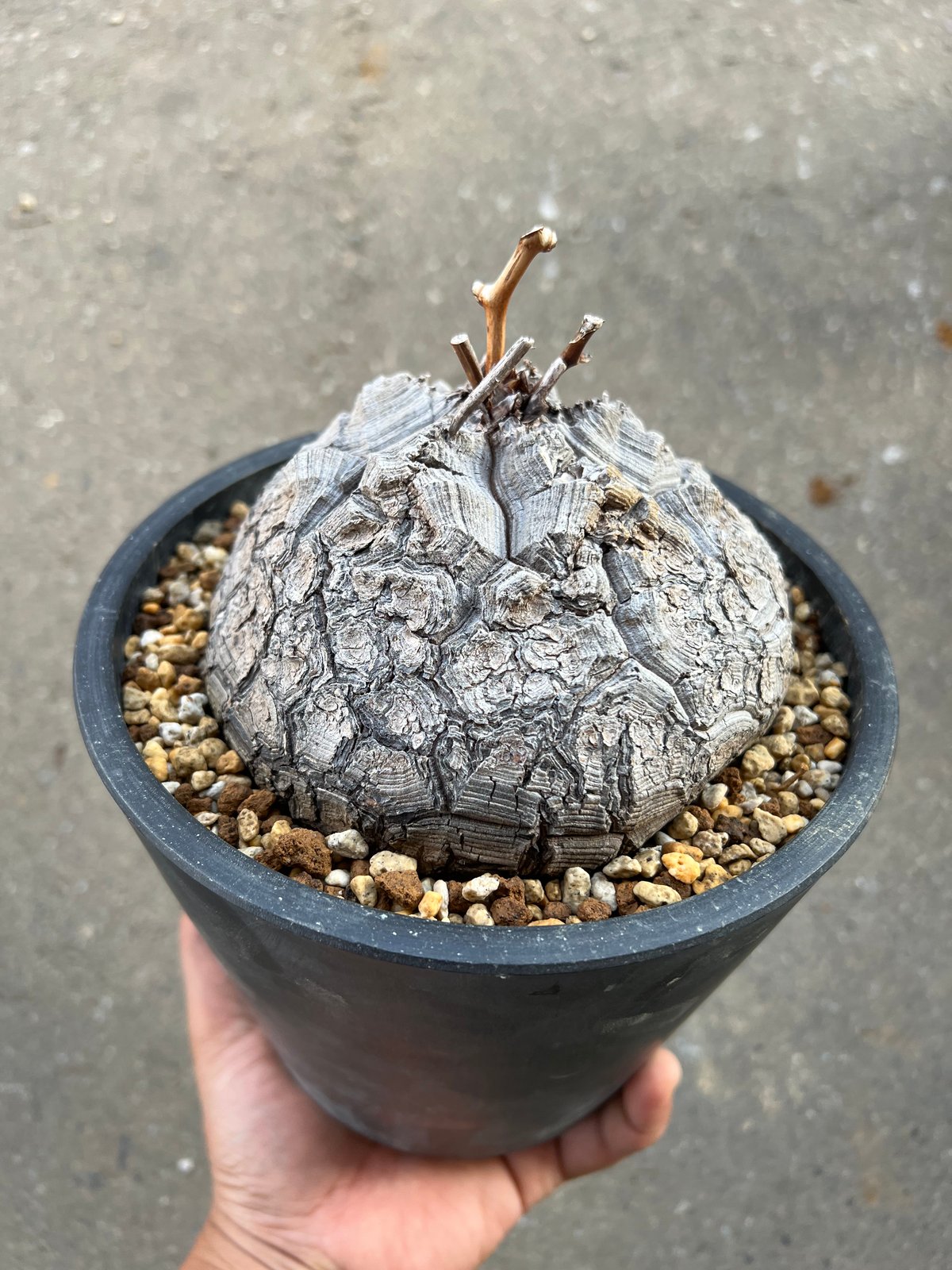 アフリカ亀甲竜 5.5寸5 | STELLA.PLANTS アフリカ亀甲竜 5.5寸5 | STELLA.PLANTS