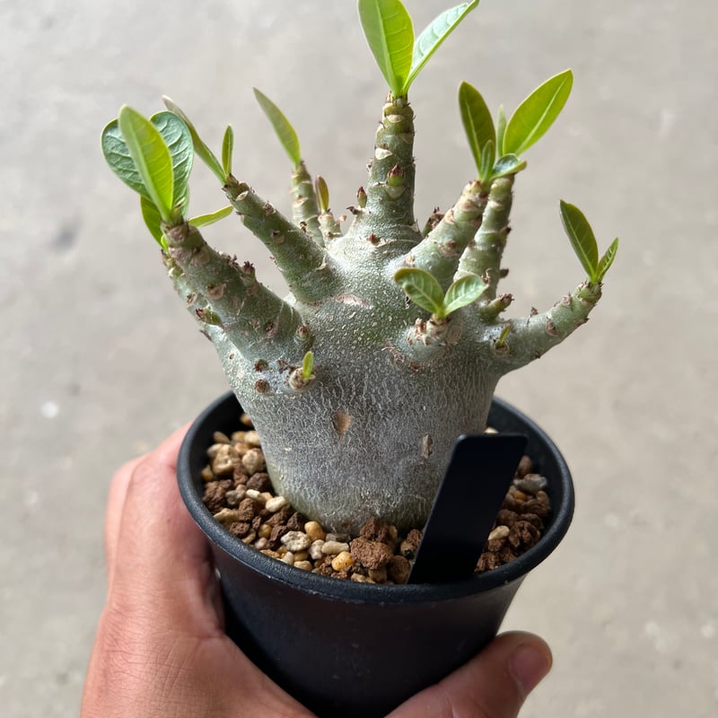 ケンケン【激レア/ブラックスキン/ドワーフ 】アデニウムスーパーレッドC9 ケンケン様専用【激レア/ブラックスキン/ドワーフ 】アデニウム