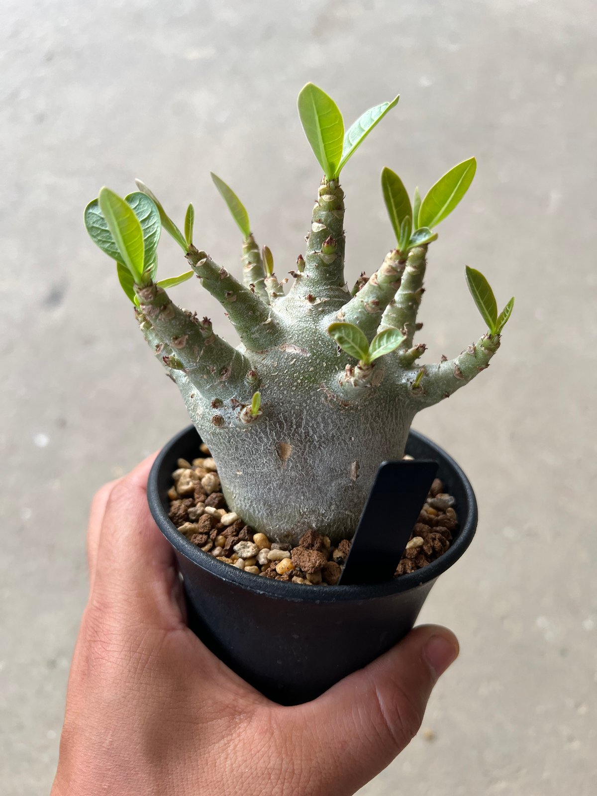 激レア/ブラックスキン/ドワーフ 】アデニウム スーパーレッド A-1