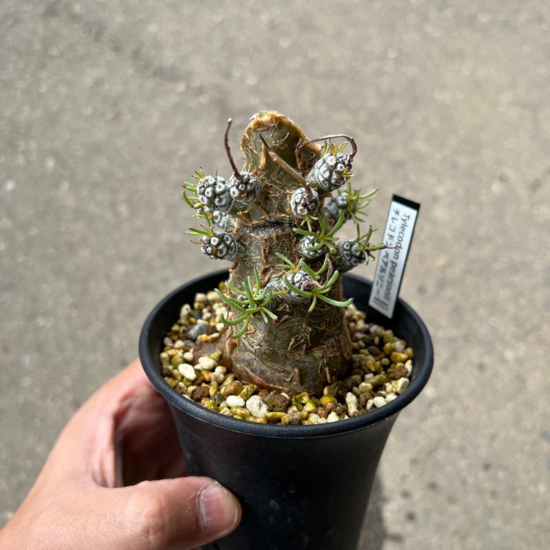 チレコドン　ペアルソニー　鉢ごと チレコドン ペアルソニー 現地球 良型 鉢こみ