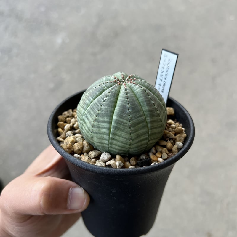 ユーフォルビア オベサ 株サイズ5.5cm | STELLA.PLANTS