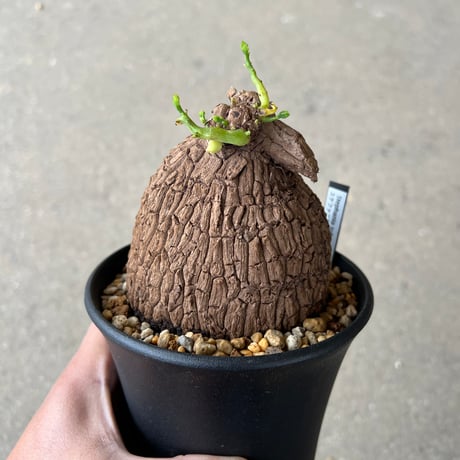 ステファニアスベローサ　大株 ステファニアスベローサ 大株