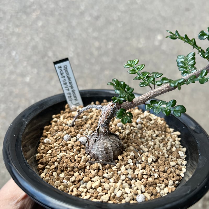 オペルクリカリア デカリー7 | STELLA.PLANTS