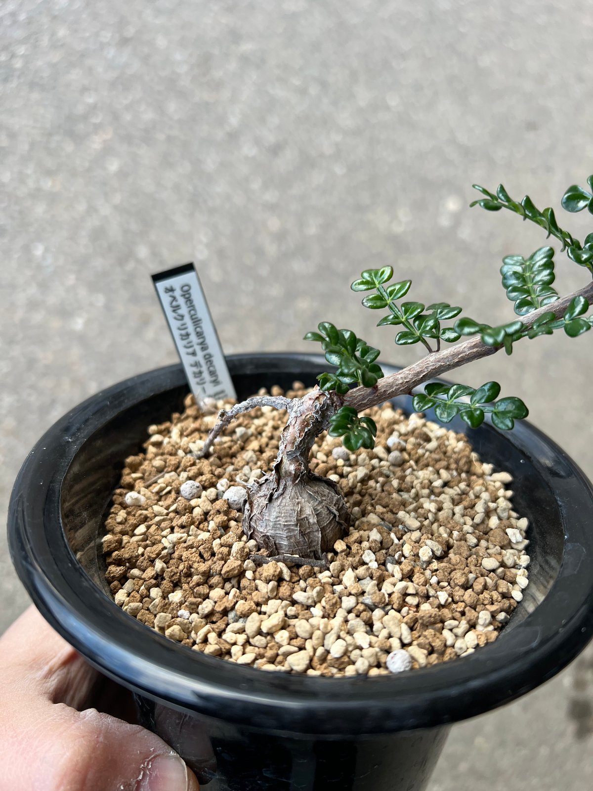 オペルクリカリアデカリー　実生 オペルクリカリア デカリー（実生） | hanayoshi-botanical