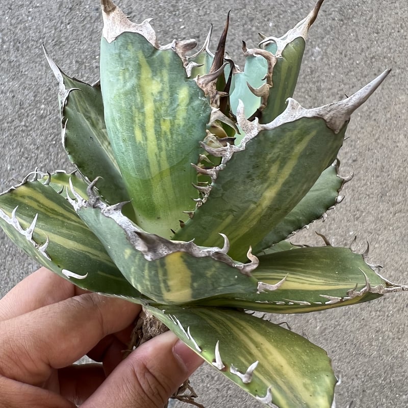 アガベ チタノタ 縞斑 | STELLA.PLANTS