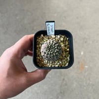 ユーフォルビア　ギムノカリキオイデス2