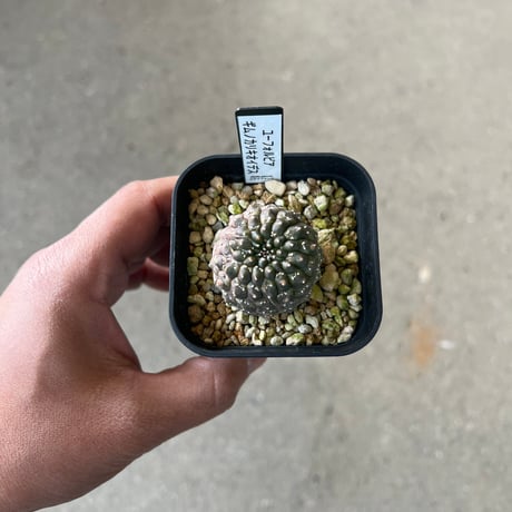 CATEGORY ユーフォルビア | STELLA.PLANTS