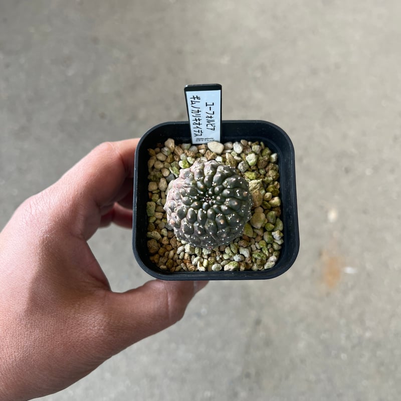 ユーフォルビアギムノカリキオイデス 実生 Euphorbia gymnocalycioides / ユーフォルビア・ギムノカリキオイデス