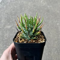 ユーフォルビア スコエランディ 闘牛角4
