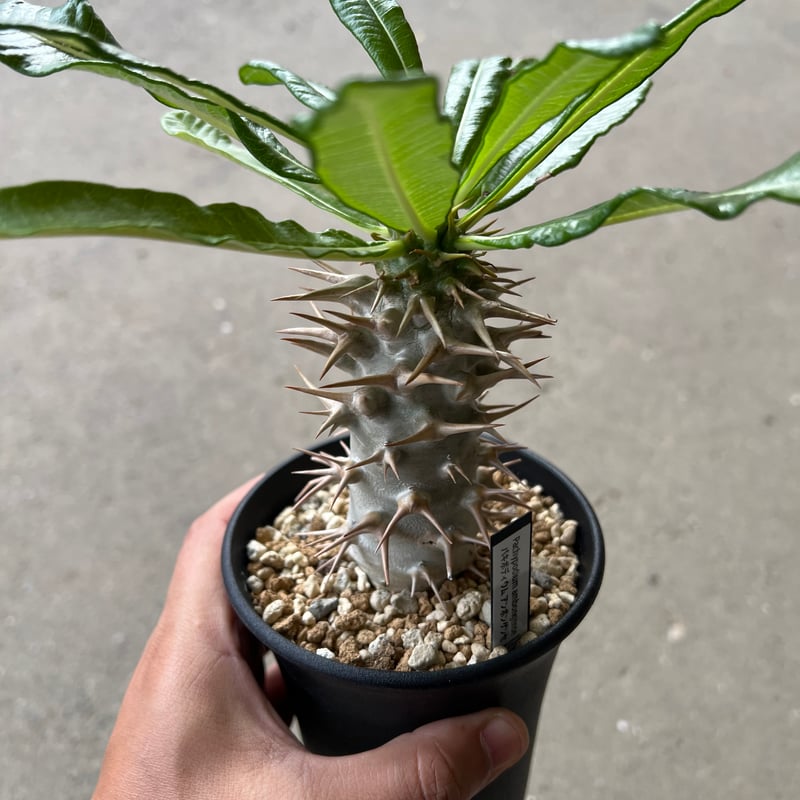 種子50粒パキポディウムアンボンゲンPachypodium ambongense